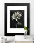 chrysanthemum drawing by Kris Horton in black and white with a black background