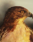 Close-up painting by Kris Horton of a red tailed hawk with detailed feathers on a gradient background
