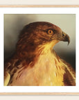 Framed painting by Kris Horton of a red tailed hawk with a neutral background