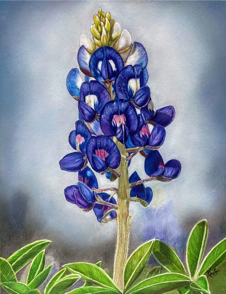 Bluebonnets: The State Flower of Texas & the Story Behind My Painting Texas Bloom