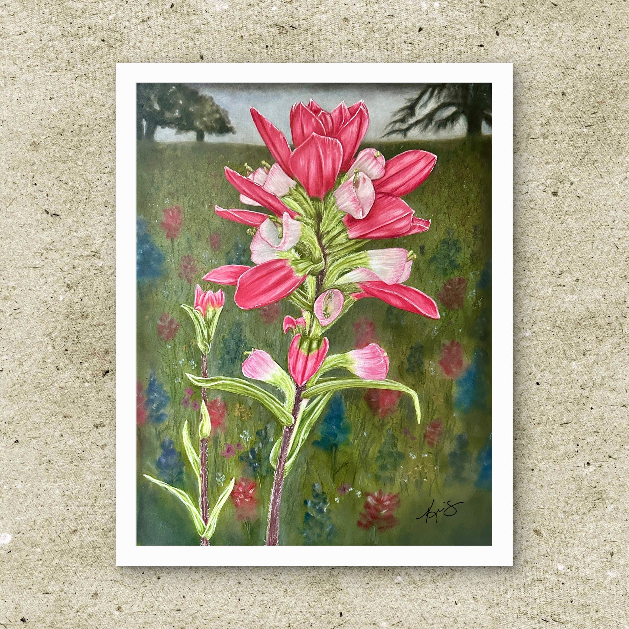 Unframed fine art print of Texas Bloom No. 2, an Indian Paintbrush floral painting by Kris Horton
