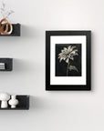 Shadow Bloom by Kris Horton a black and white chrysanthemum drawing with a black background