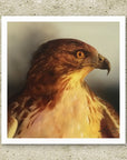 Unframed paper fine art print of a red tail hawk painting by Kris Horton