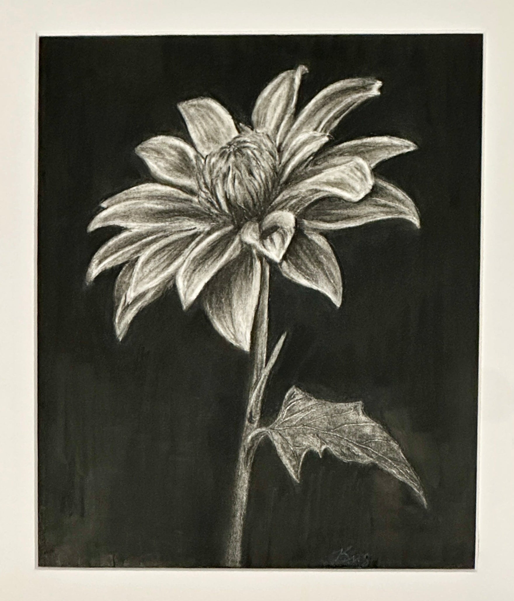black and white drawing of a flower with a black background by Kris Horton