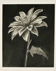 black and white drawing of a flower with a black background by Kris Horton