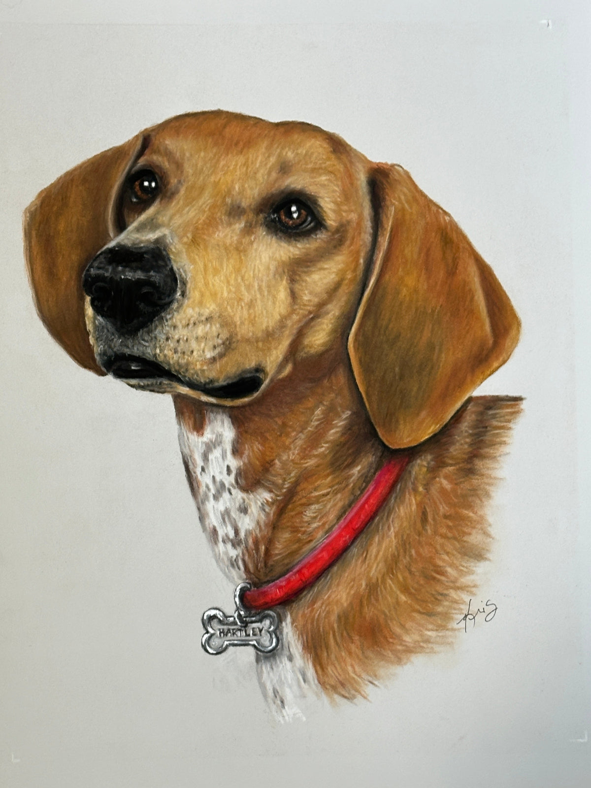 A pastel portrait drawing by Kris Horton of a brown and white dog wearing a red collar with a bone-shaped tag, pet portrait.