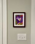 Crocus flower painting by Kris' Artworks framed and hanging on a wall.