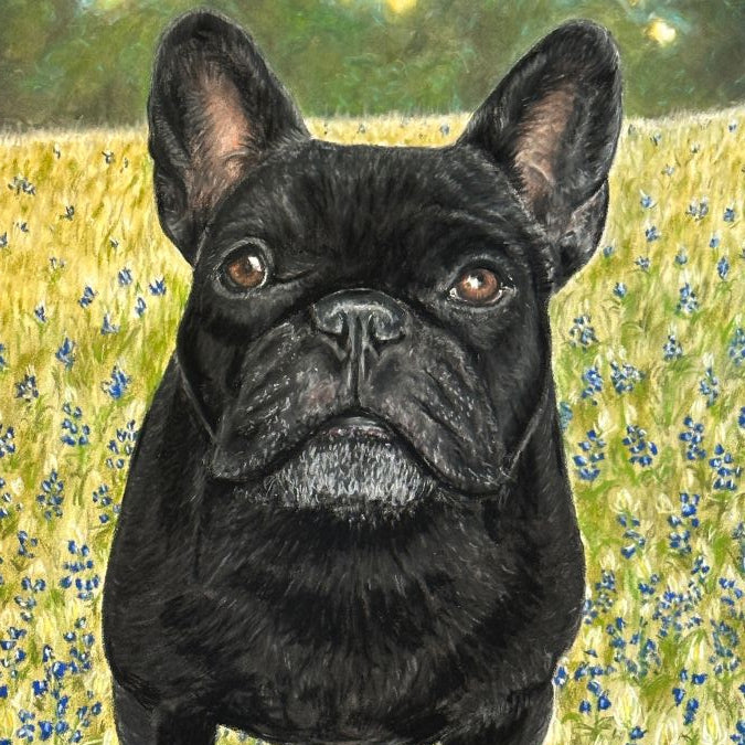 French bull dog in a field of bluebonnets, portrait by Kris Horton