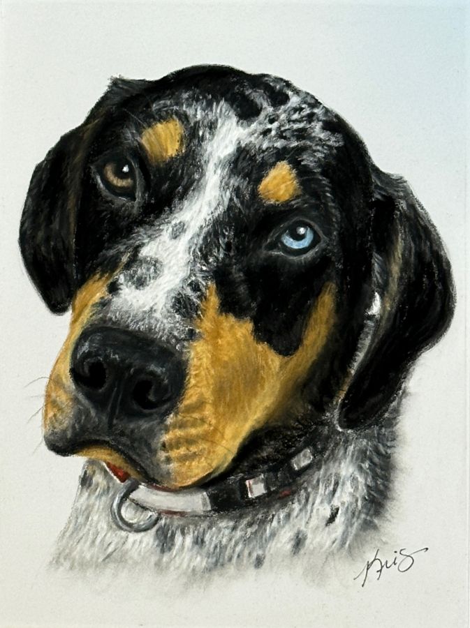 Portrait of a dog with black, white, and brown fur on a light gray background created by Kris Horton.