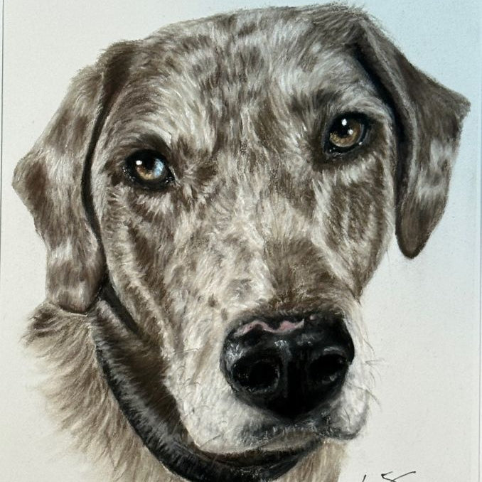 Pet portrait by Kris Horton of a dogs tan face with brown spots.