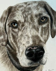 Pet portrait by Kris Horton of a dogs tan face with brown spots.