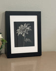 Framed chrysanthemum drawing by Kris Horton in black and white