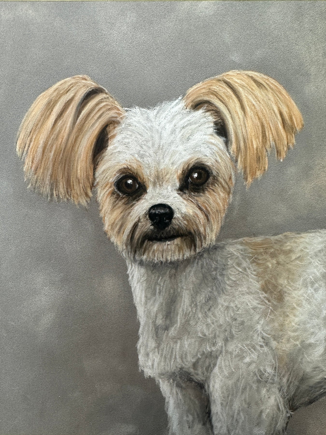 Pastel pet portrait by Kris Horton of a Malshi or Morkie Maltese dog mix.