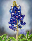 Bluebonnet painting named Texas Bloom No. 1 by Kris Horton.