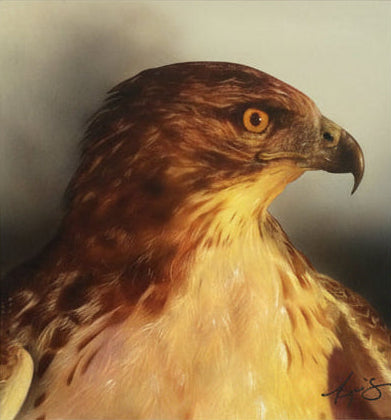 Close-up painting of a red tailed hawk with detailed feathers on a gradient background