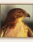 Framed painting by Kris Horton of a detailed hawk a neutral background